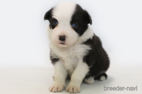 成約済の神奈川県のボーダーコリー-359957の1枚目